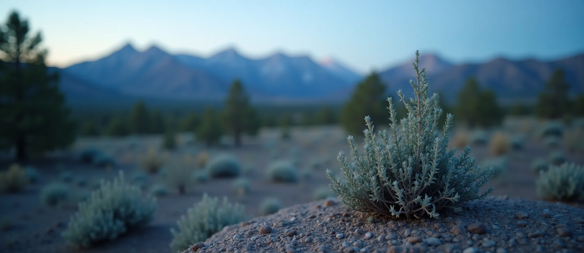Symbolizing Seed/New Beginning: A local Ponderosa Pine sprouting sagebrush seedling. - AI Generated