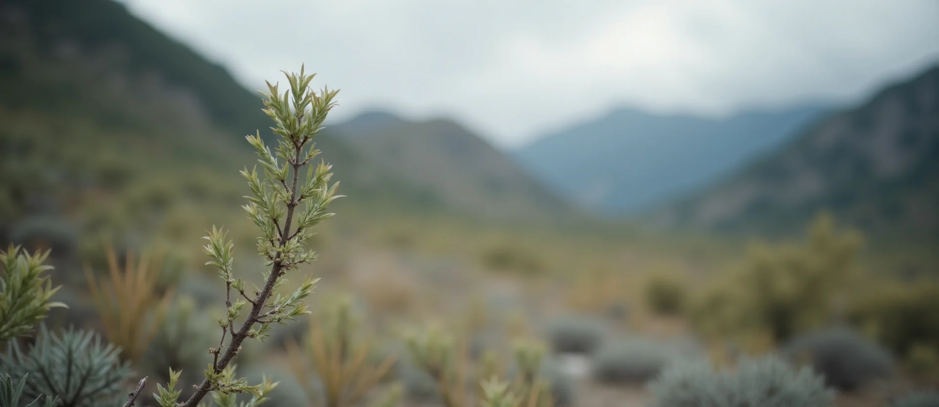 Symbolizing Growth/Resilience: A local Mountain Mahogany new branch reaching for the sky. - AI Generated