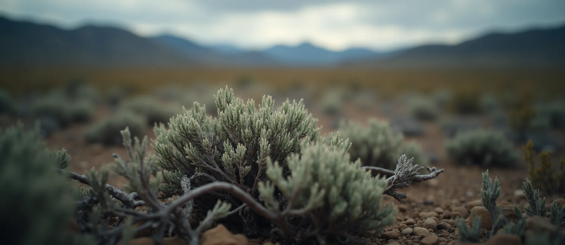 Symbolizing Identity/Local: A local Desert Peach High Desert vista. - AI Generated