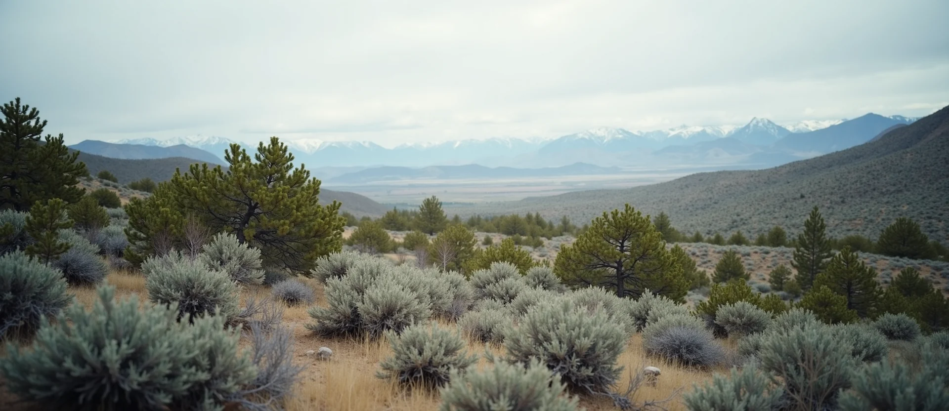 Symbolizing Identity/Local: A local Sierra Juniper Sierra Nevada skyline. - AI Generated