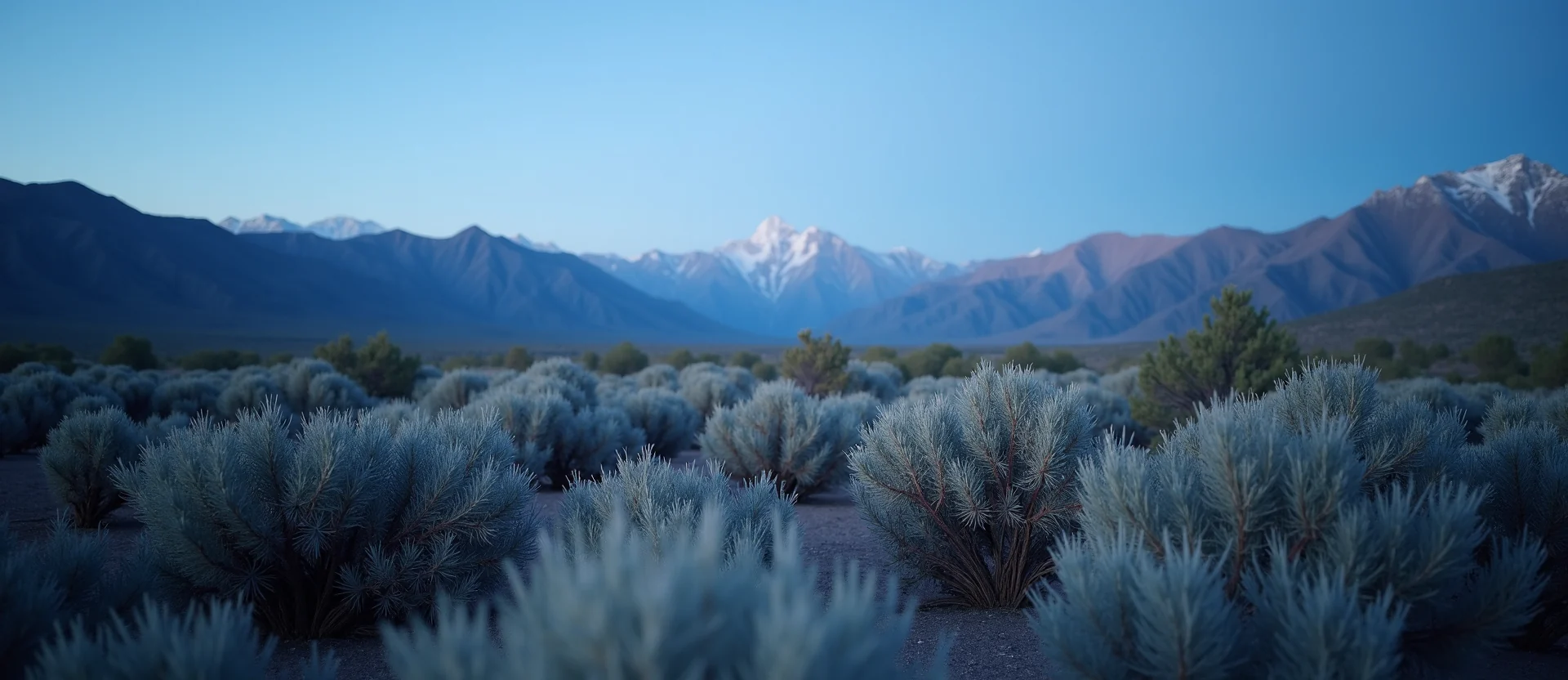 Symbolizing Identity/Local: A local Bitterbrush Washoe Valley floor. - AI Generated