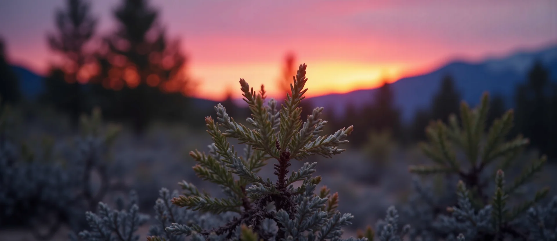 Symbolizing Growth/Resilience: A local Manzanita new branch reaching for the sky. - AI Generated
