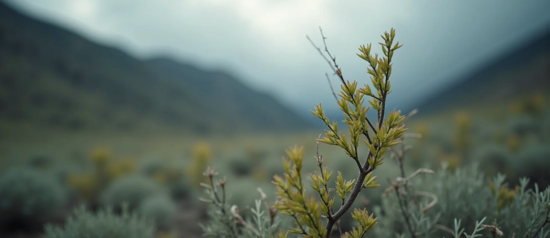Symbolizing Growth/Resilience: A local Quaking Aspen new branch reaching for the sky. - AI Generated