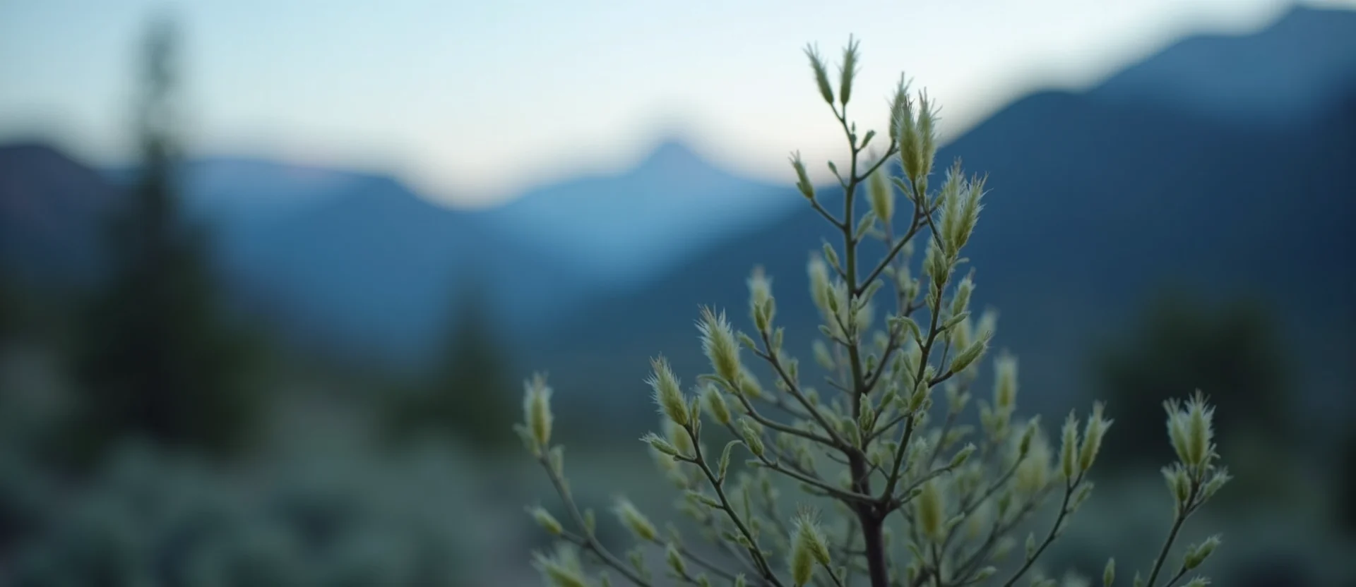 Symbolizing Growth/Resilience: A local Bitterbrush new branch reaching for the sky. - AI Generated