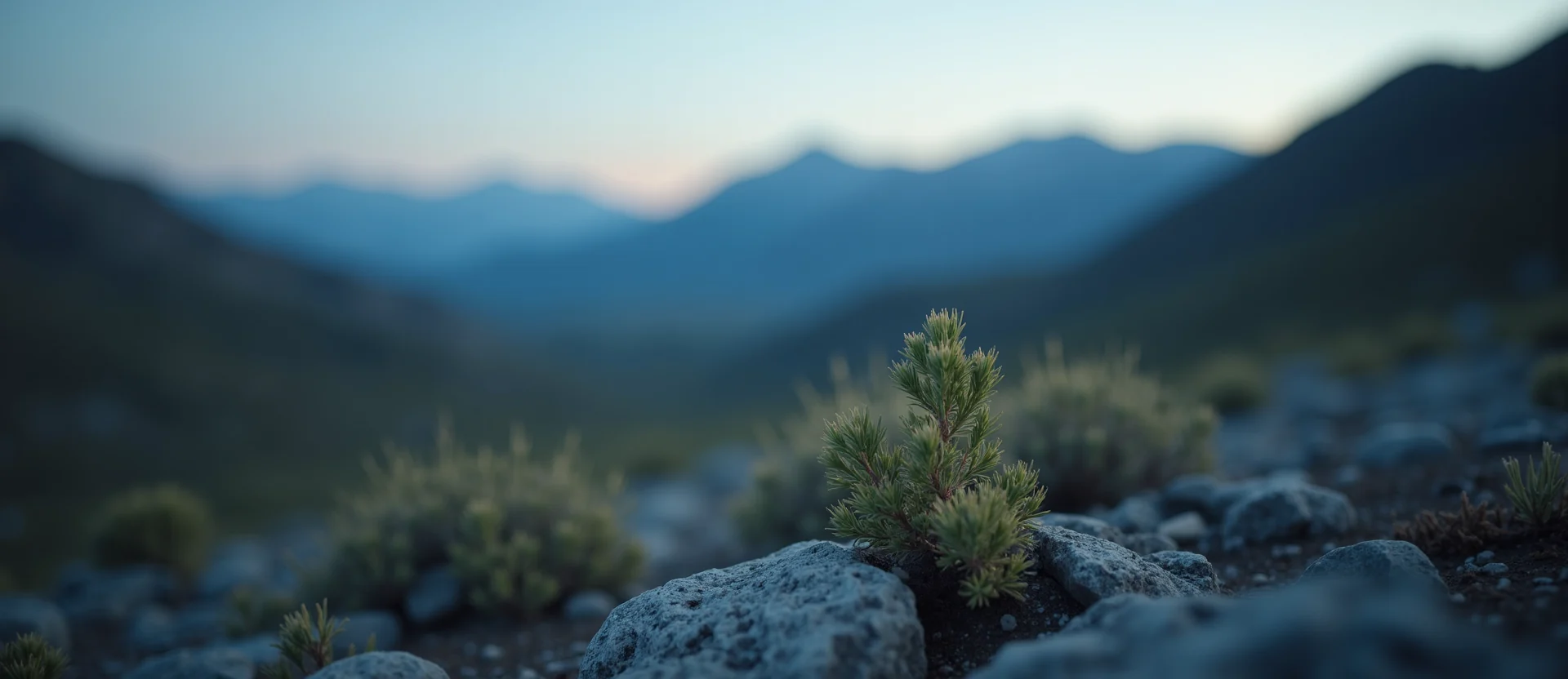 Symbolizing Seed/New Beginning: A local Sierra Juniper sprouting sagebrush seedling. - AI Generated