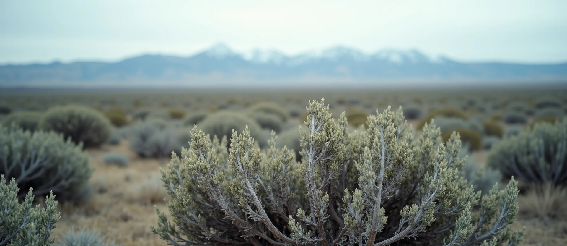 Symbolizing Stability/Peak: A local Manzanita distant Sierra horizon. - AI Generated