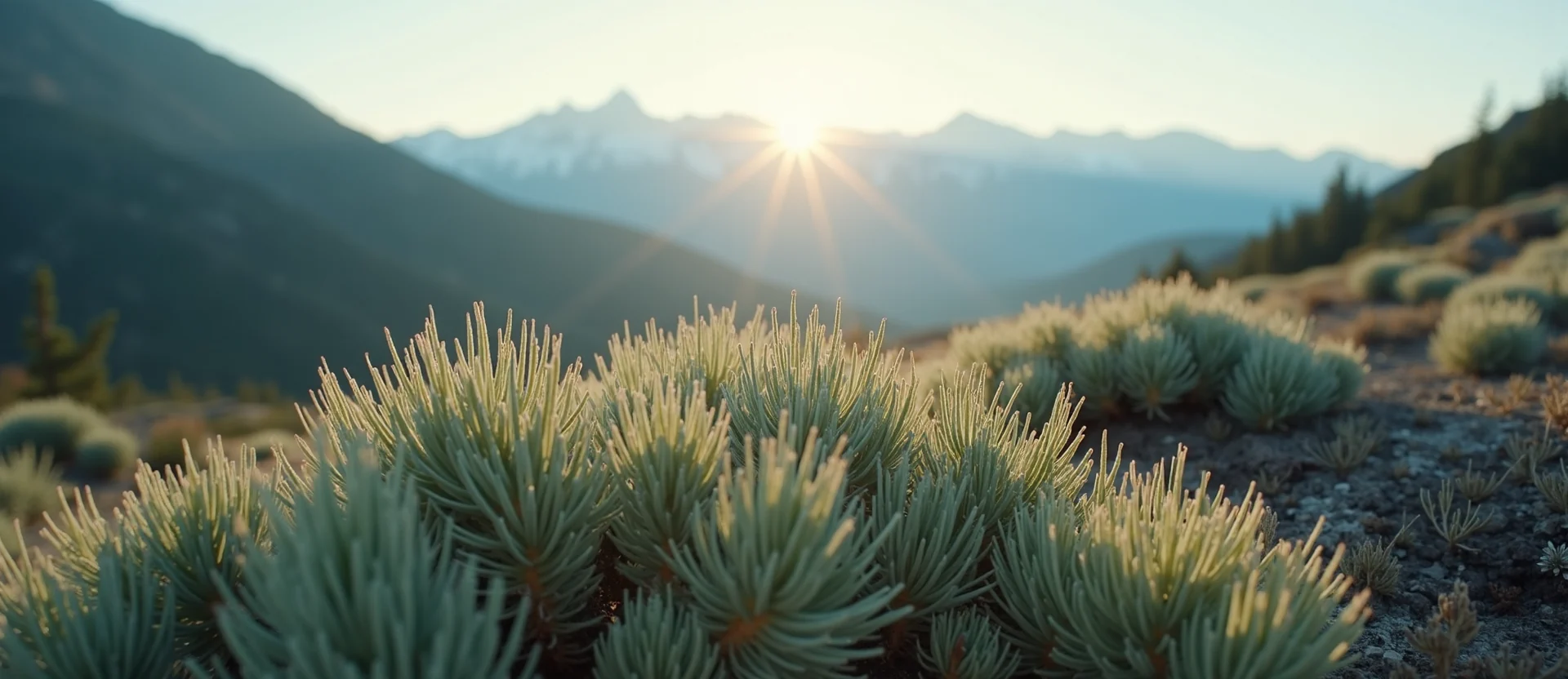 Symbolizing Identity/Local: A local Sagebrush (Artemisia tridentata) Sierra Nevada skyline. - AI Generated