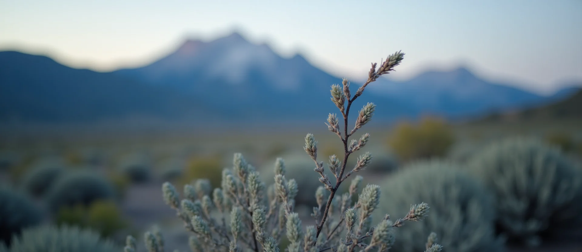 Symbolizing Growth/Resilience: A local Indian Paintbrush new branch reaching for the sky. - AI Generated
