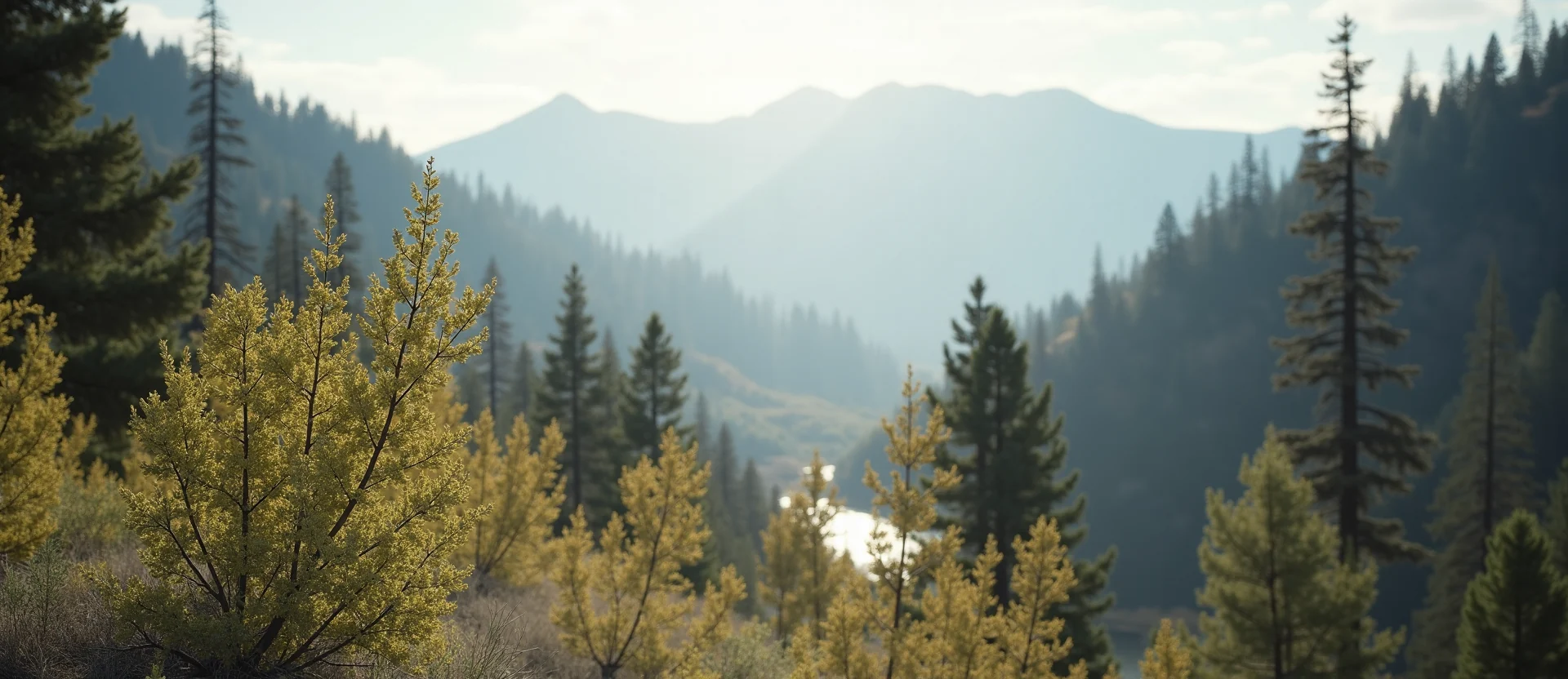 Symbolizing Identity/Local: A local Sierra Juniper Sierra Nevada skyline. - AI Generated