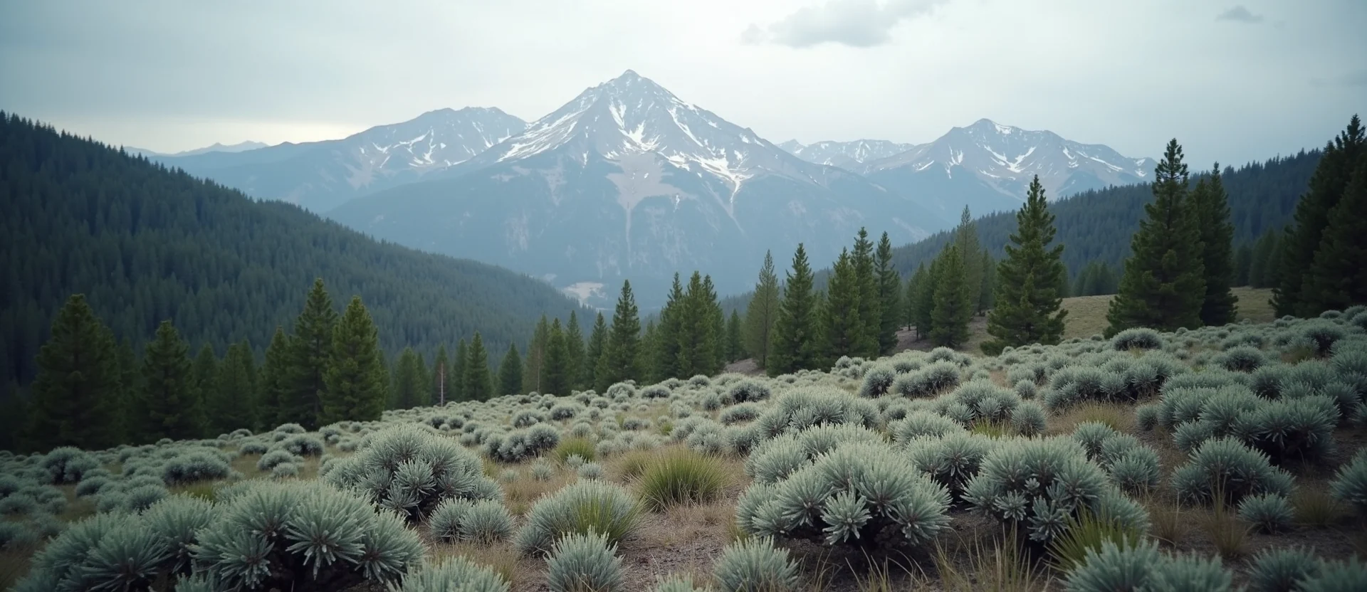 Symbolizing Identity/Local: A local Mountain Mahogany Mt. Rose foothills. - AI Generated