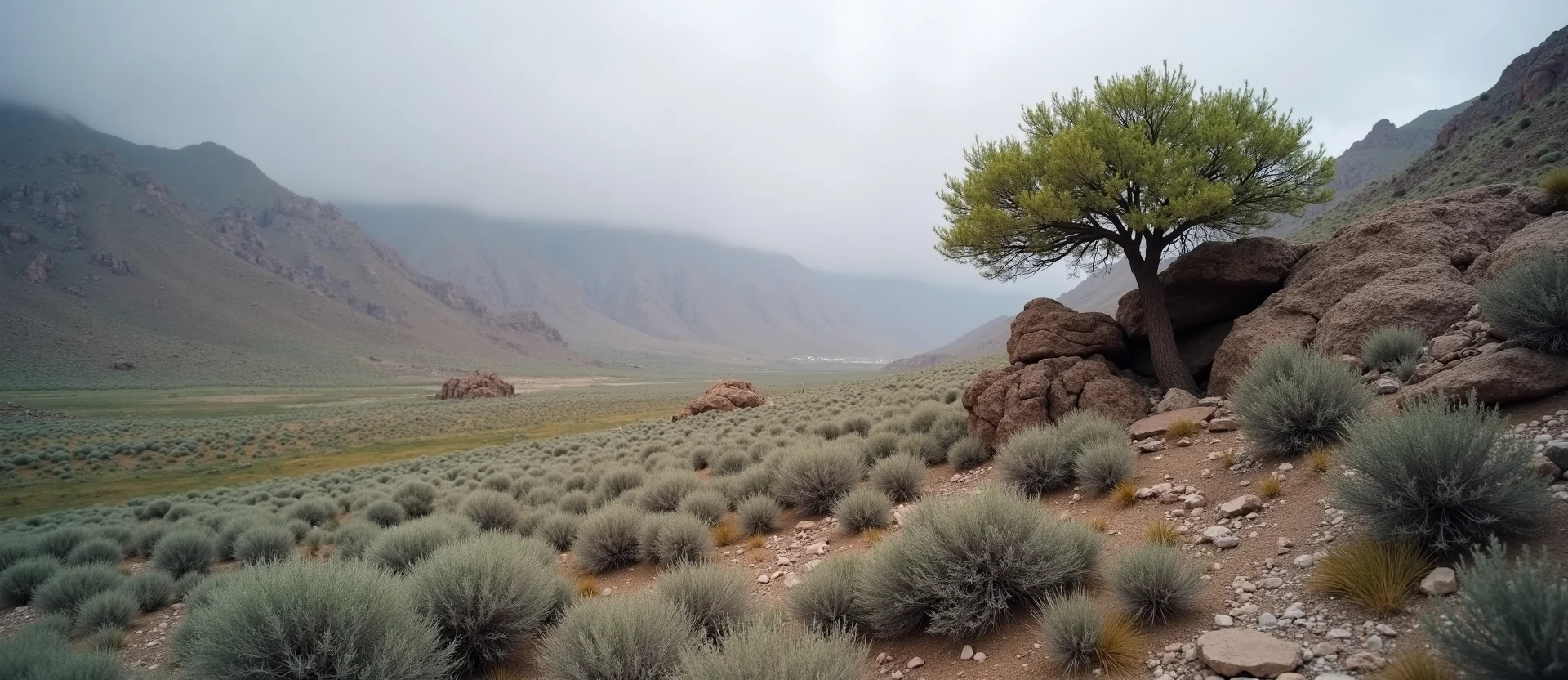 Symbolizing Growth/Resilience: A local Sagebrush (Artemisia tridentata) tree growing out of a rock cleft. - AI Generated