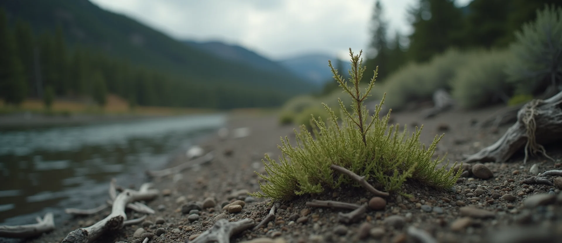 Symbolizing Seed/New Beginning: A local Ponderosa Pine sprouting sagebrush seedling. - AI Generated
