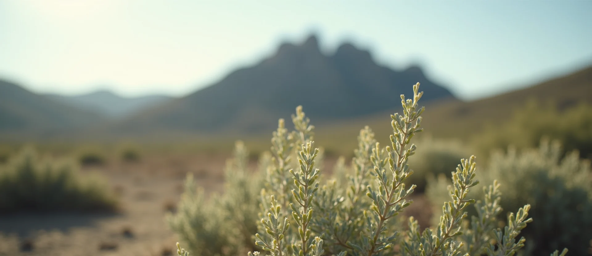 Symbolizing Stability/Peak: A local Sagebrush (Artemisia tridentata) jagged granite peak. - AI Generated