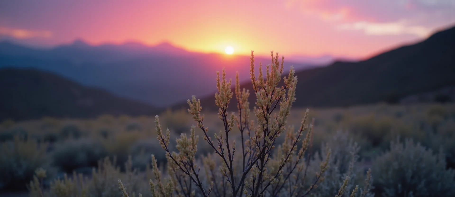 Symbolizing Growth/Resilience: A local Rabbitbrush new branch reaching for the sky. - AI Generated