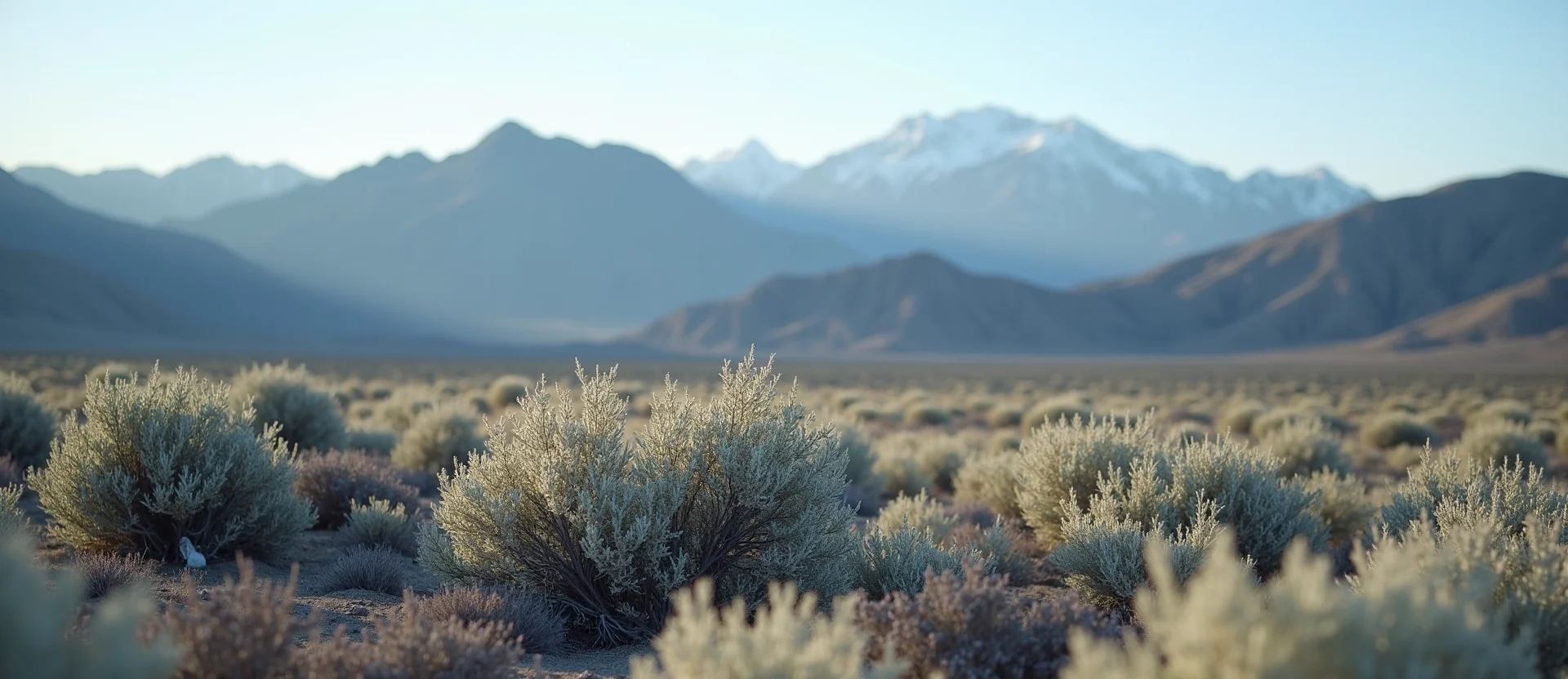 Symbolizing Stability/Peak: A local Sagebrush (Artemisia tridentata) solid mountain ridge. - AI Generated