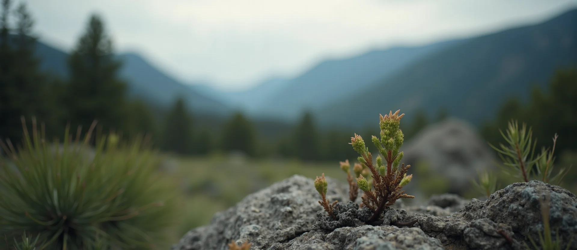 Symbolizing Seed/New Beginning: A local Ponderosa Pine new green bud on a branch. - AI Generated