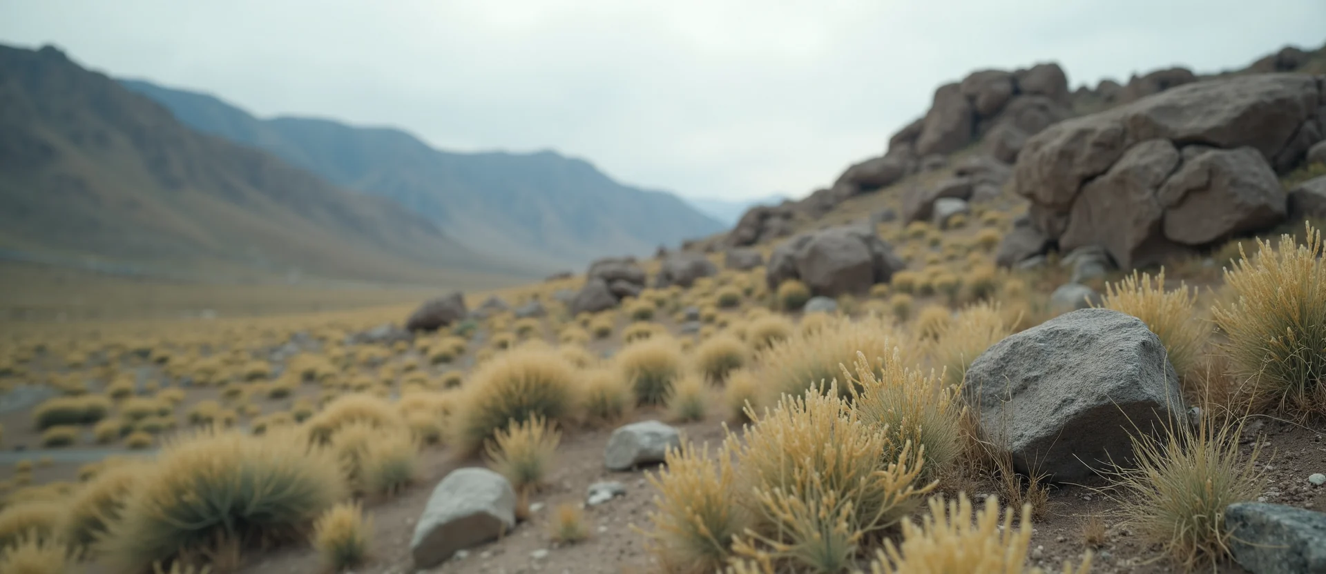 Symbolizing Identity/Local: A local Indian Paintbrush High Desert vista. - AI Generated