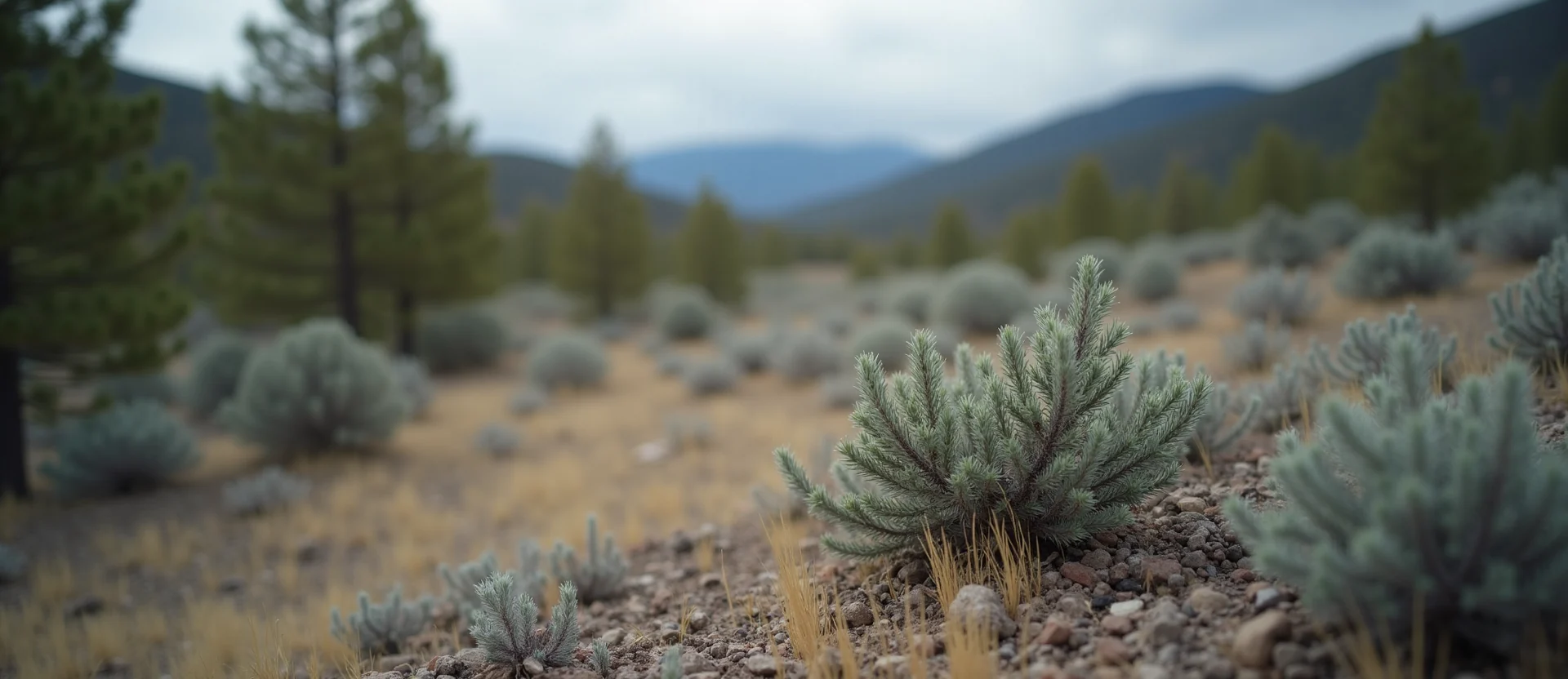 Symbolizing Identity/Local: A local Sierra Juniper Washoe Valley floor. - AI Generated