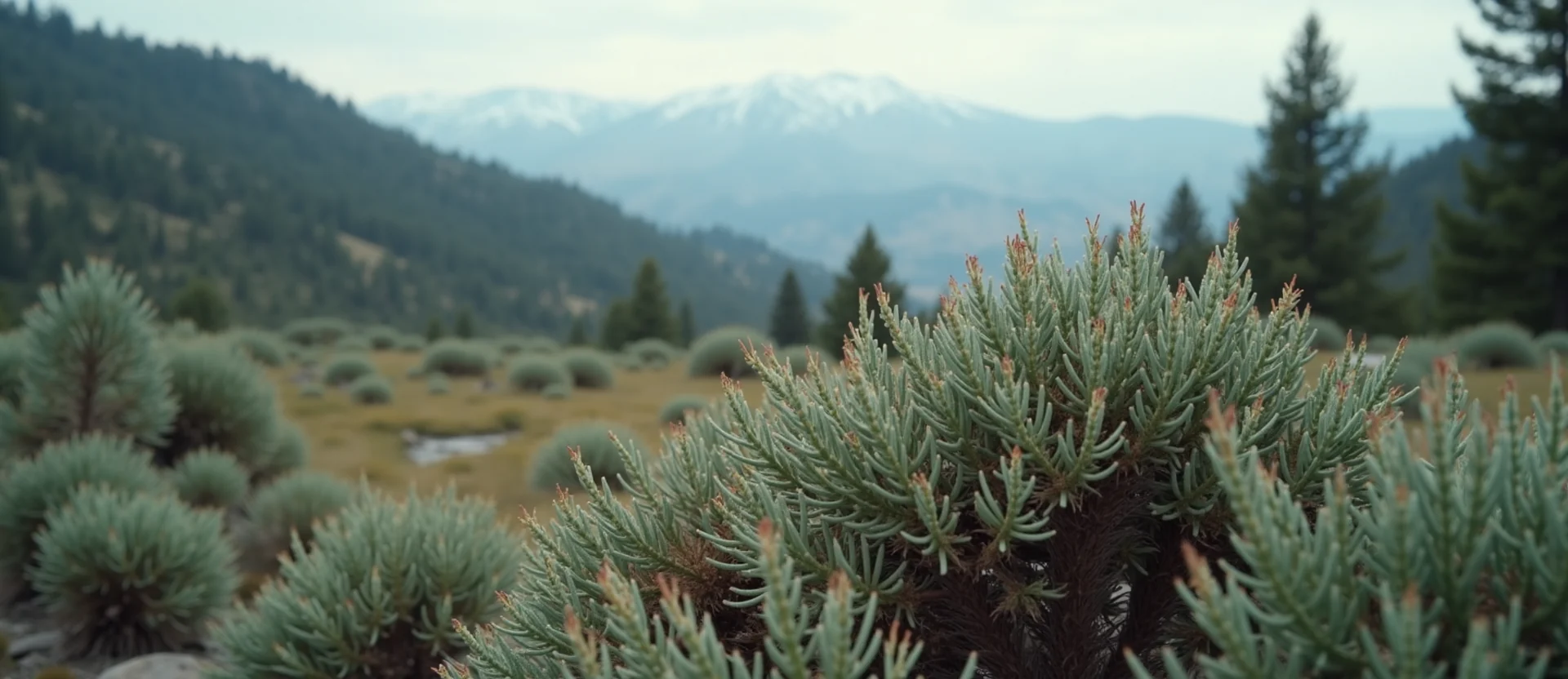 Symbolizing Identity/Local: A local Indian Paintbrush Sierra Nevada skyline. - AI Generated