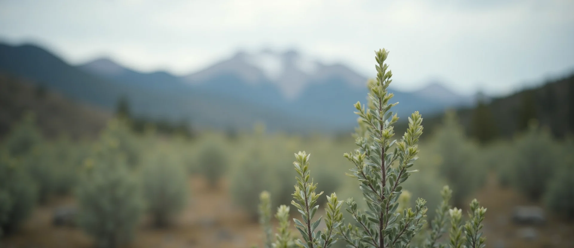 Symbolizing Identity/Local: A local Quaking Aspen Sierra Nevada skyline. - AI Generated