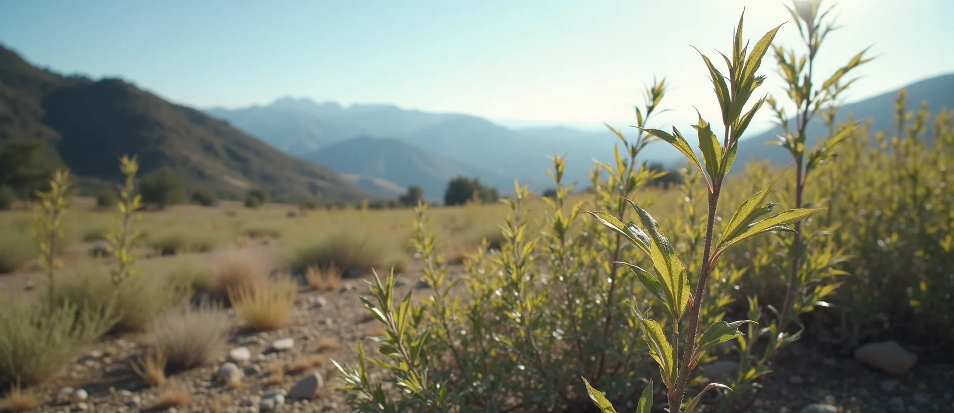 Symbolizing Stability/Peak: A local Rabbitbrush distant Sierra horizon. - AI Generated