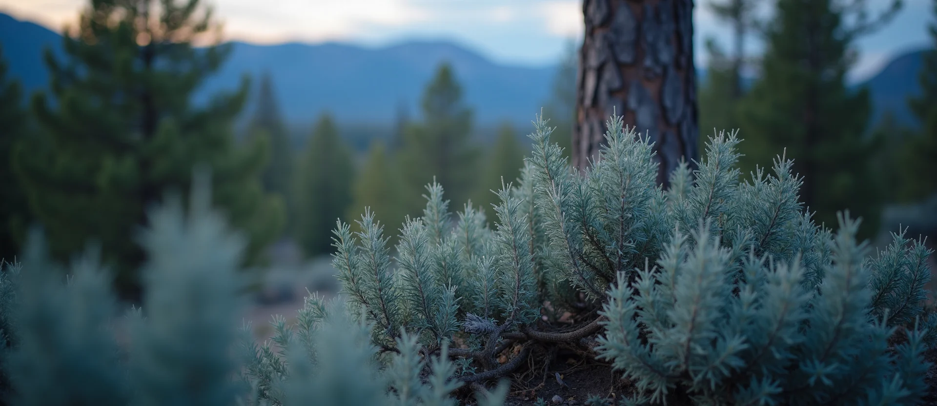 Symbolizing Growth/Resilience: A local Sierra Juniper thriving aspen grove. - AI Generated