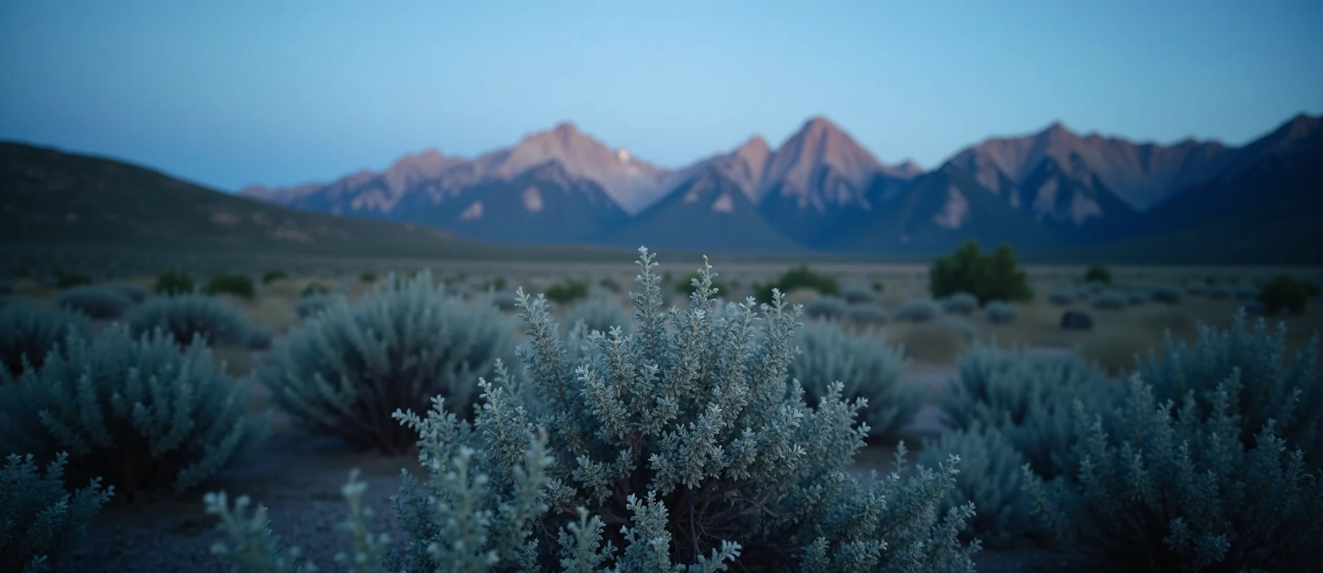 Symbolizing Identity/Local: A local Indian Paintbrush Sierra Nevada skyline. - AI Generated
