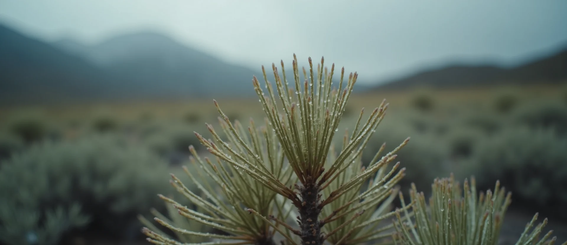Symbolizing Flow/Cleansing: A local Bitterbrush raindrops on desert leaves. - AI Generated