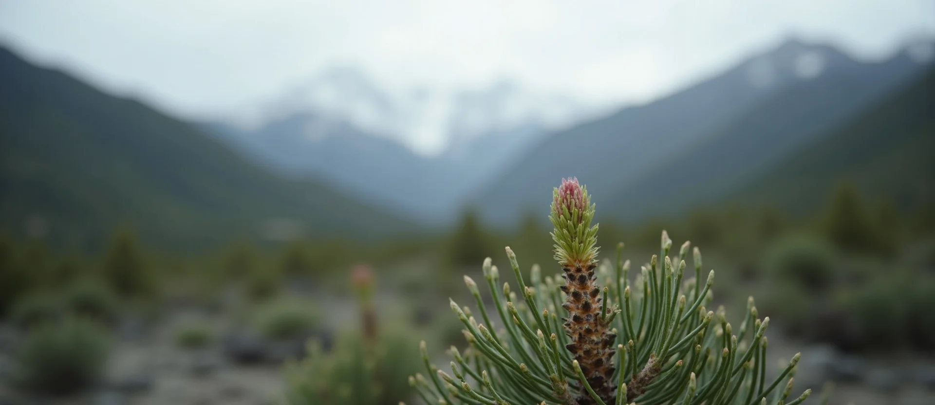 Symbolizing Seed/New Beginning: A local Sierra Juniper new green bud on a branch. - AI Generated