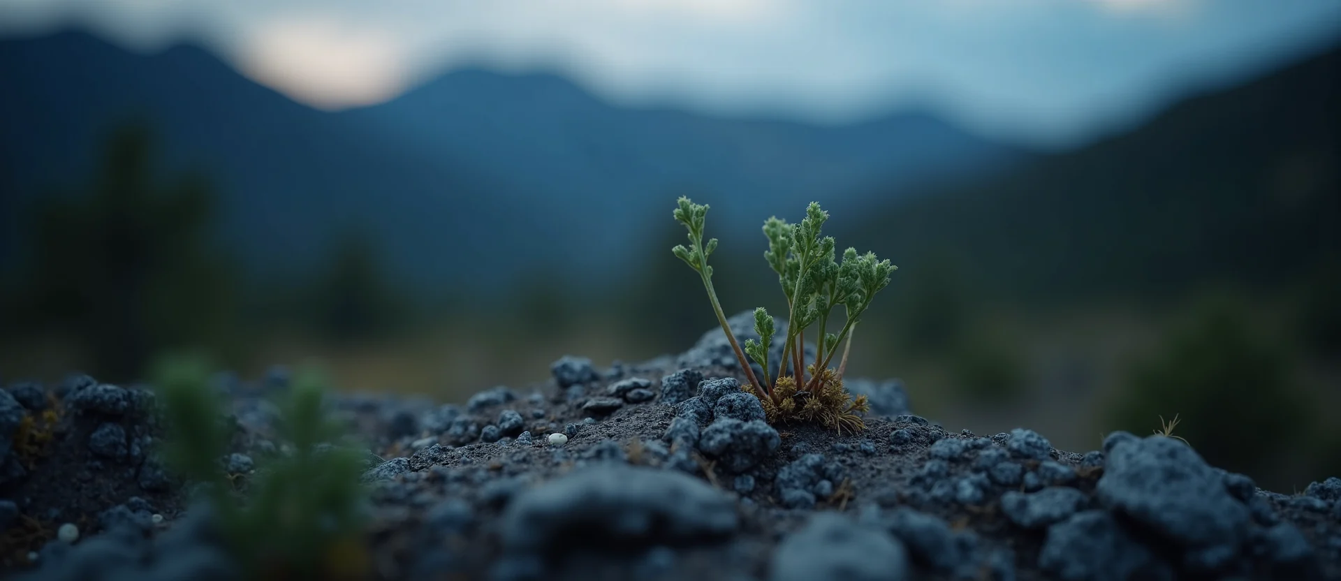 Symbolizing Seed/New Beginning: A local Mountain Mahogany sprouting sagebrush seedling. - AI Generated