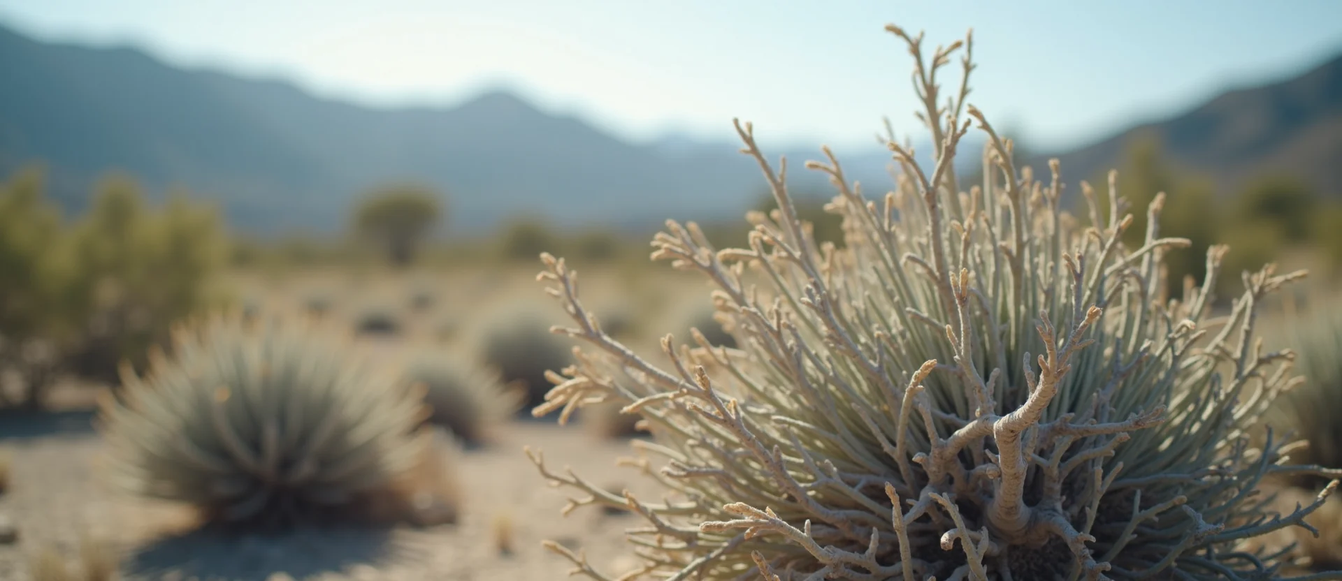 Symbolizing Identity/Local: A local Mountain Mahogany High Desert vista. - AI Generated