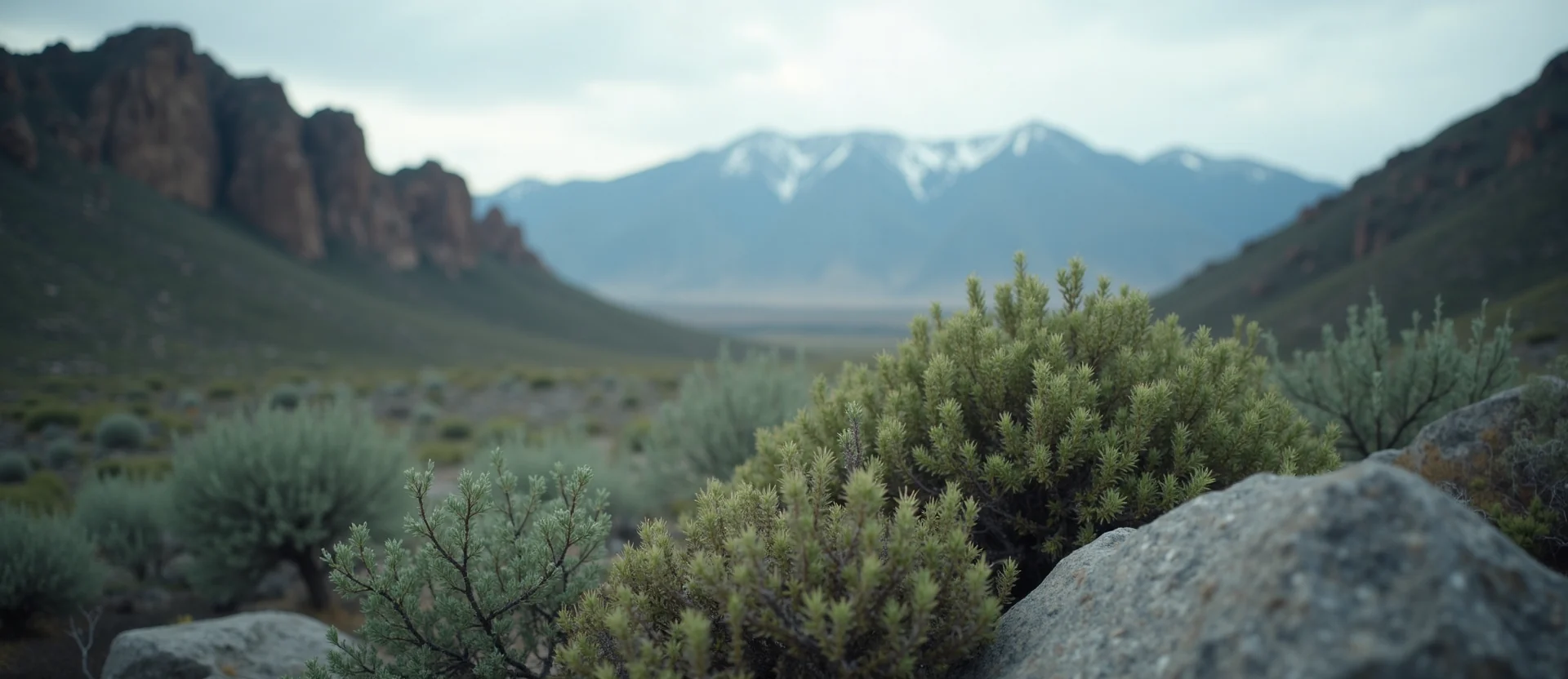 Symbolizing Flow/Cleansing: A local Sierra Juniper raindrops on desert leaves. - AI Generated
