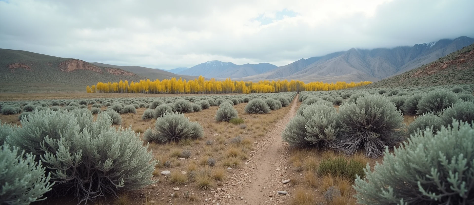 Symbolizing Growth/Resilience: A local Indian Paintbrush thriving aspen grove. - AI Generated