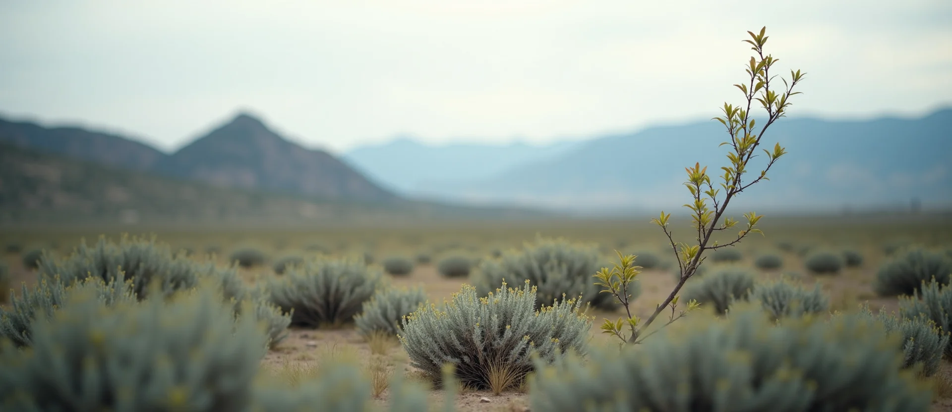 Symbolizing Growth/Resilience: A local Sagebrush (Artemisia tridentata) new branch reaching for the sky. - AI Generated