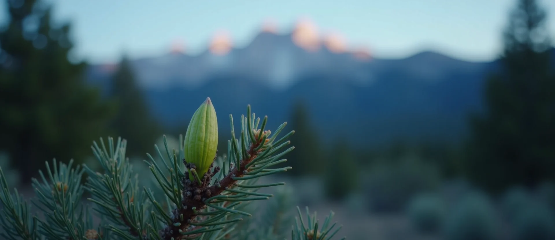 Symbolizing Seed/New Beginning: A local Sagebrush (Artemisia tridentata) new green bud on a branch. - AI Generated