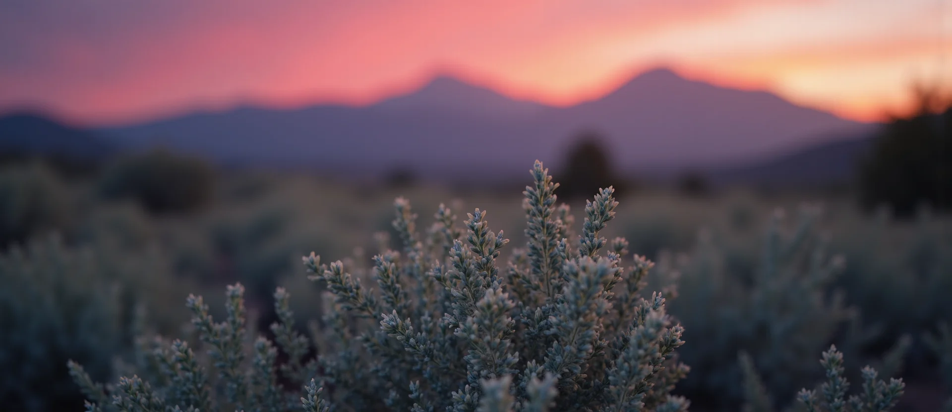 Symbolizing Flow/Cleansing: A local Sagebrush (Artemisia tridentata) raindrops on desert leaves. - AI Generated