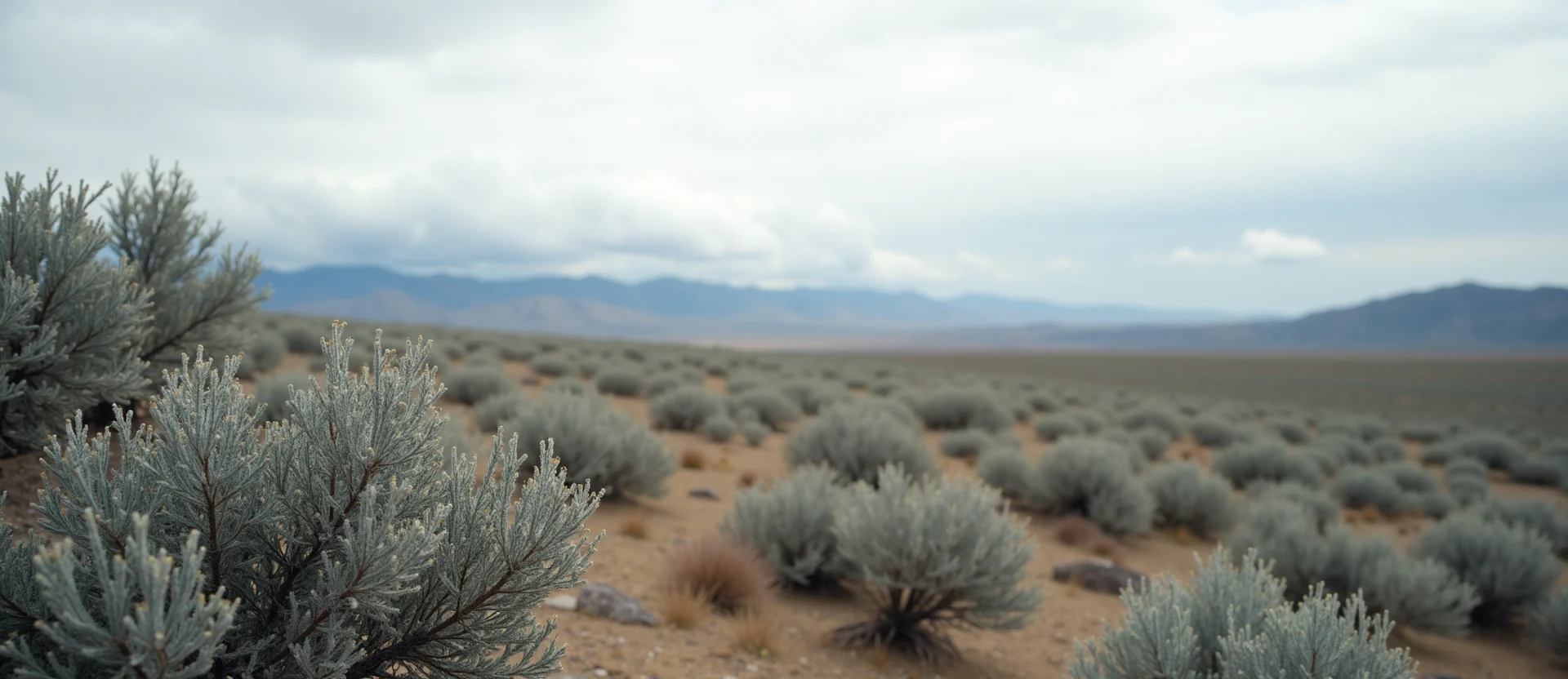 Symbolizing Stability/Peak: A local Sierra Juniper distant Sierra horizon. - AI Generated