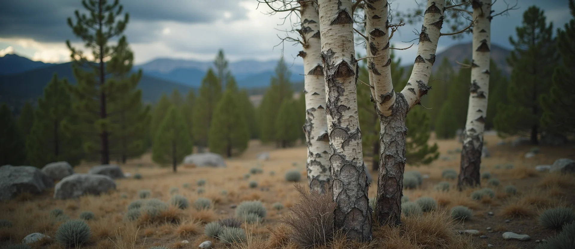 Symbolizing Growth/Resilience: A local Sierra Juniper thriving aspen grove. - AI Generated