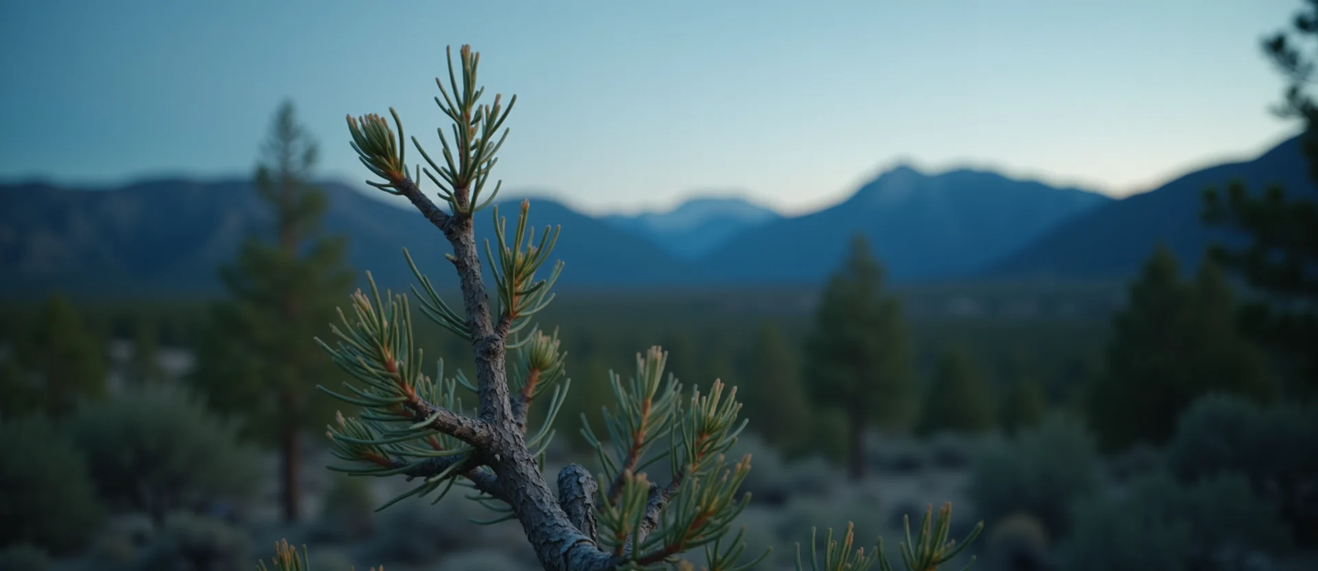 Symbolizing Seed/New Beginning: A local Ponderosa Pine new green bud on a branch. - AI Generated