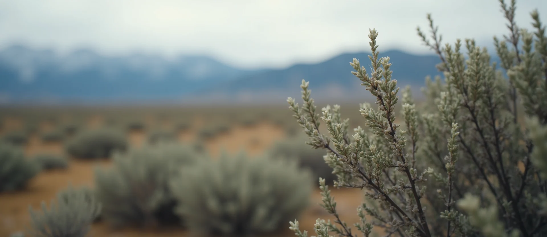 Symbolizing Stability/Peak: A local Rabbitbrush distant Sierra horizon. - AI Generated