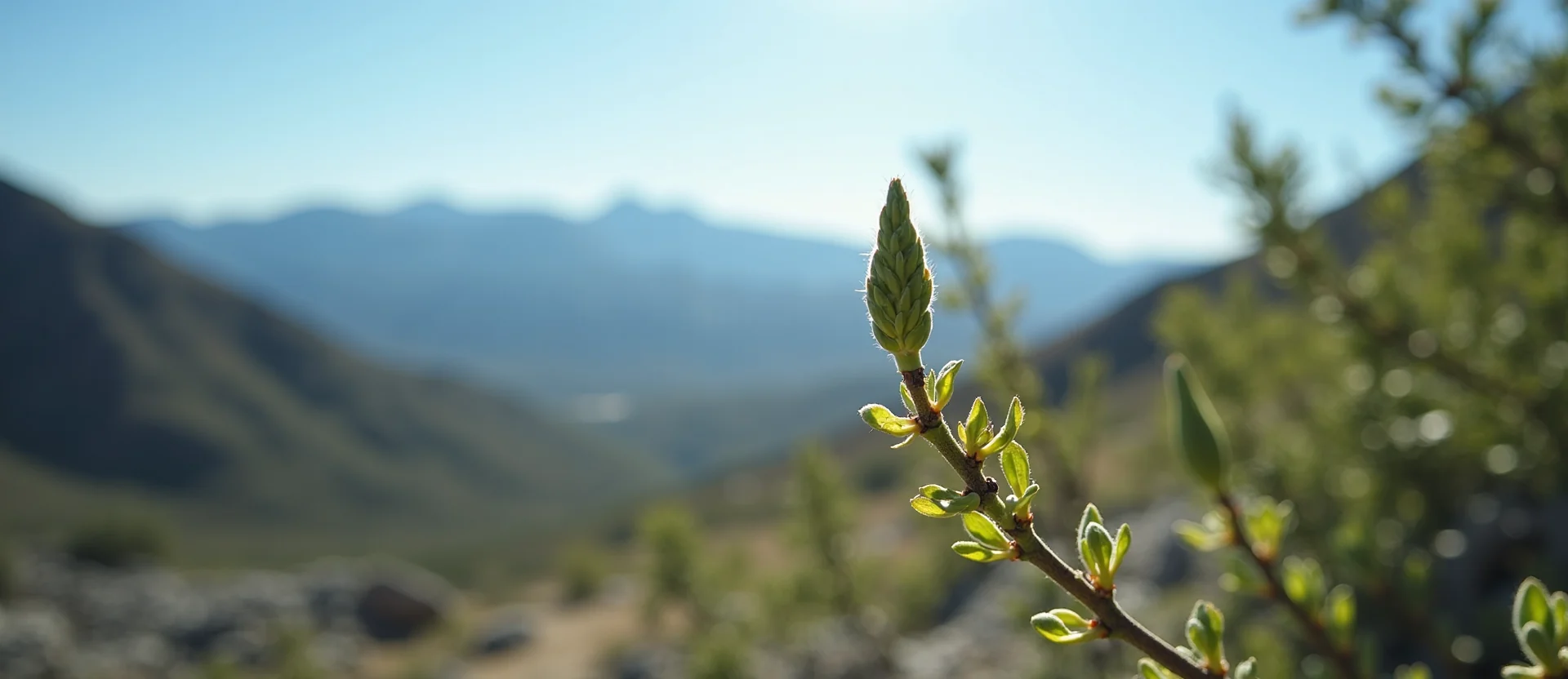 Symbolizing Seed/New Beginning: A local Manzanita new green bud on a branch. - AI Generated