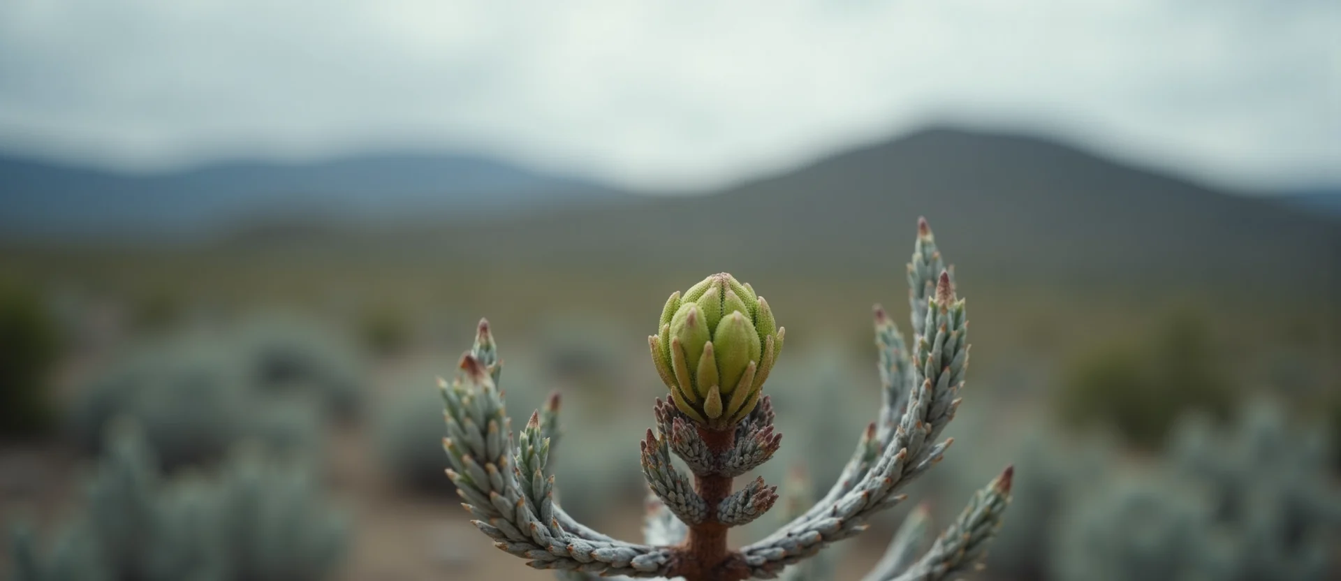 Symbolizing Seed/New Beginning: A local Sierra Juniper new green bud on a branch. - AI Generated