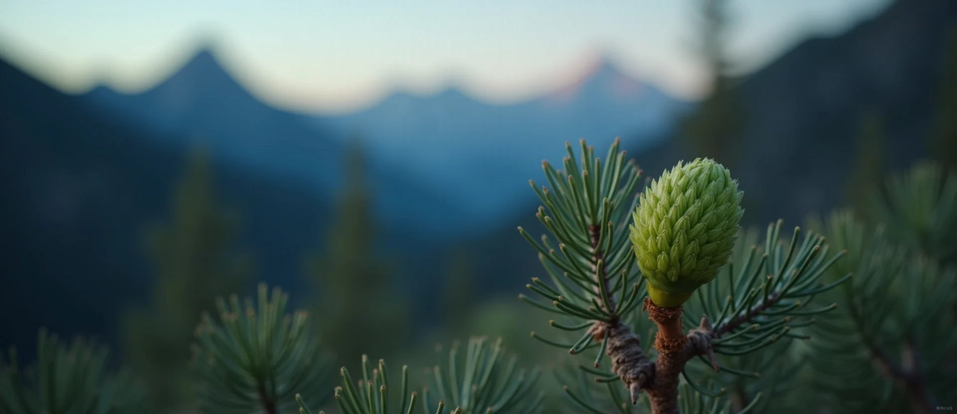 Symbolizing Seed/New Beginning: A local Indian Paintbrush new green bud on a branch. - AI Generated