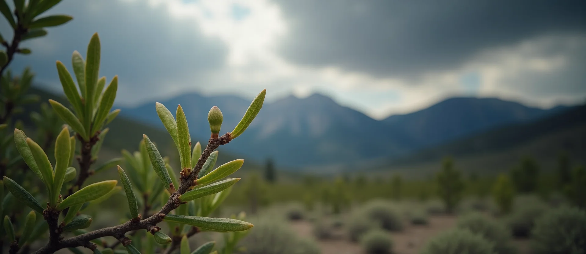 Symbolizing Seed/New Beginning: A local Manzanita new green bud on a branch. - AI Generated