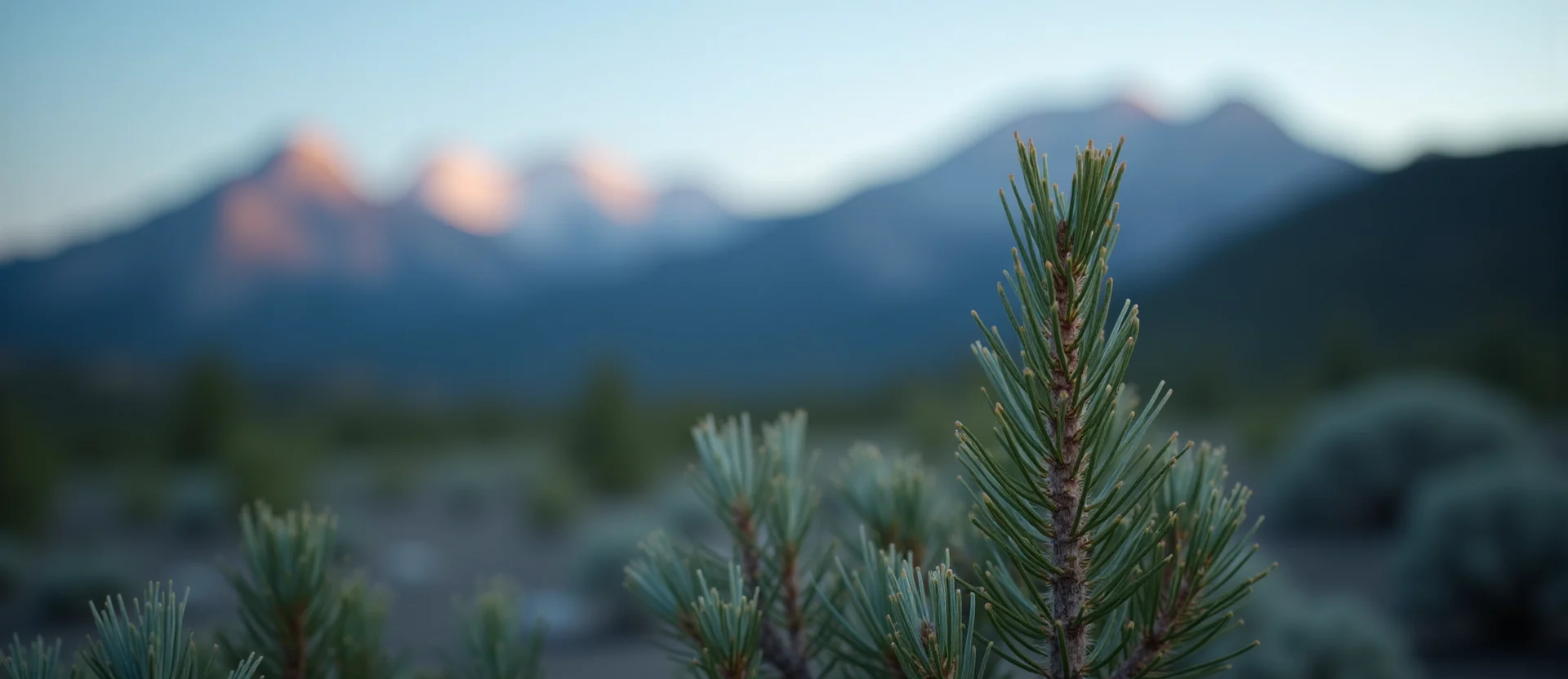 Symbolizing Growth/Resilience: A local Rabbitbrush new branch reaching for the sky. - AI Generated