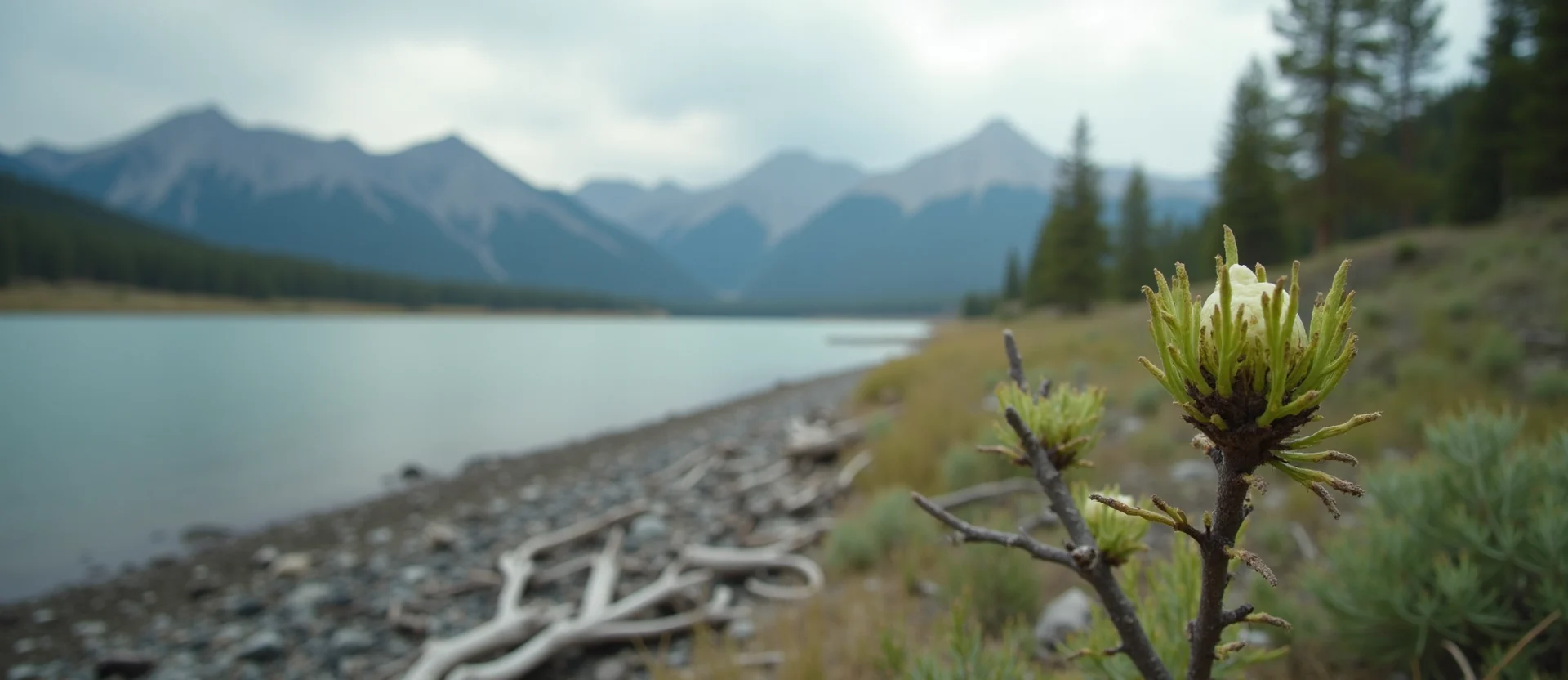 Symbolizing Seed/New Beginning: A local Quaking Aspen new green bud on a branch. - AI Generated