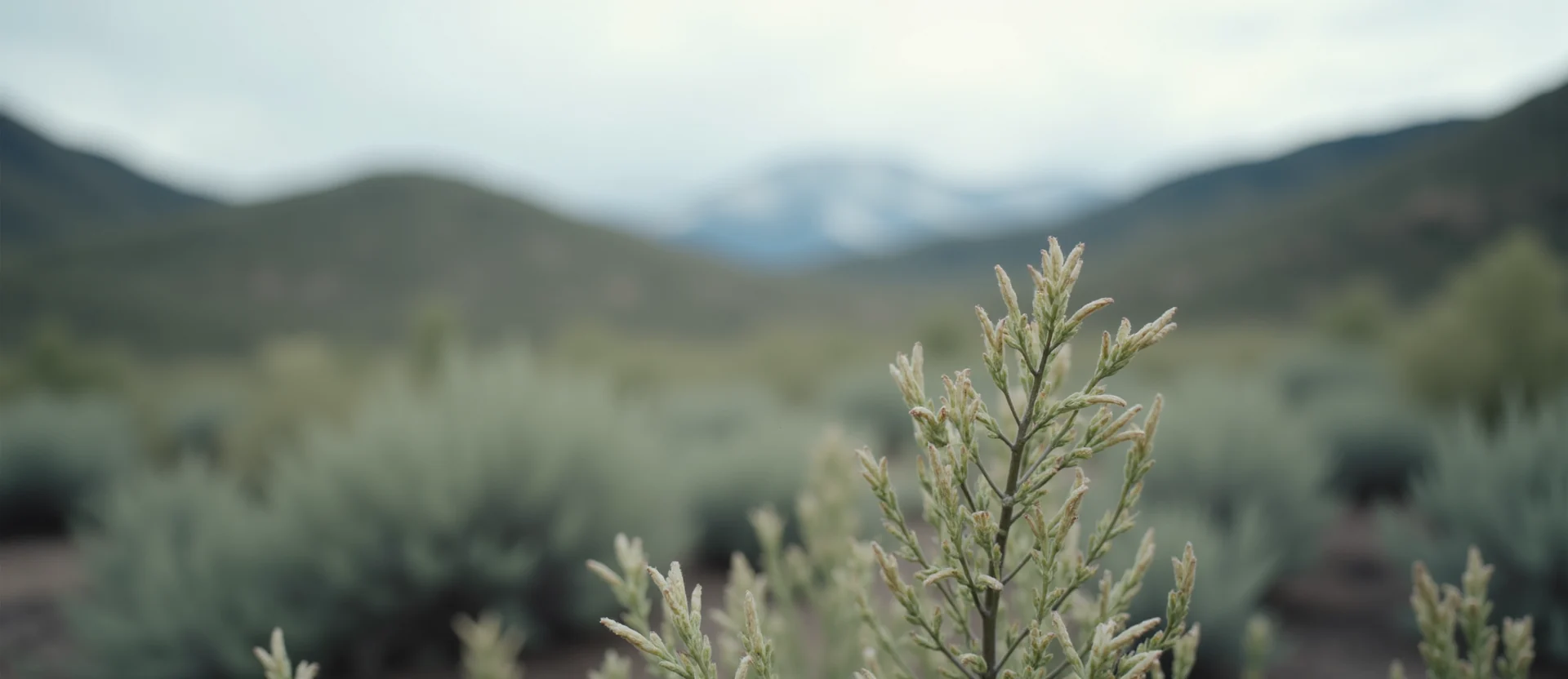 Symbolizing Identity/Local: A local Sagebrush (Artemisia tridentata) Mt. Rose foothills. - AI Generated