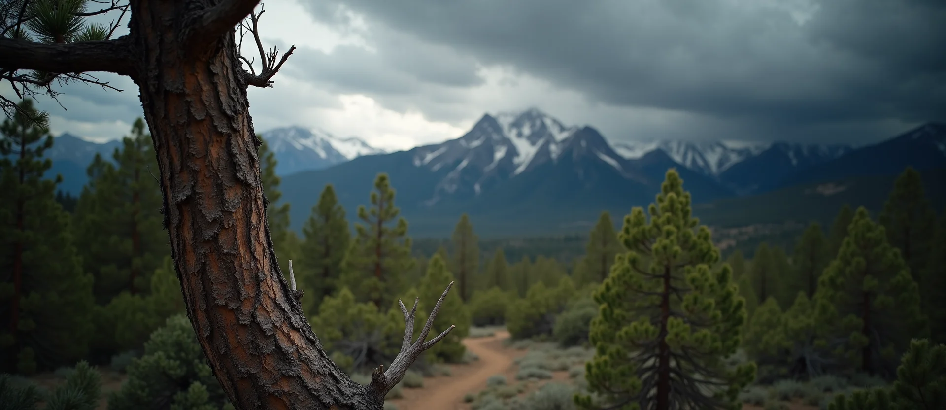 Symbolizing Growth/Resilience: A local Manzanita new branch reaching for the sky. - AI Generated