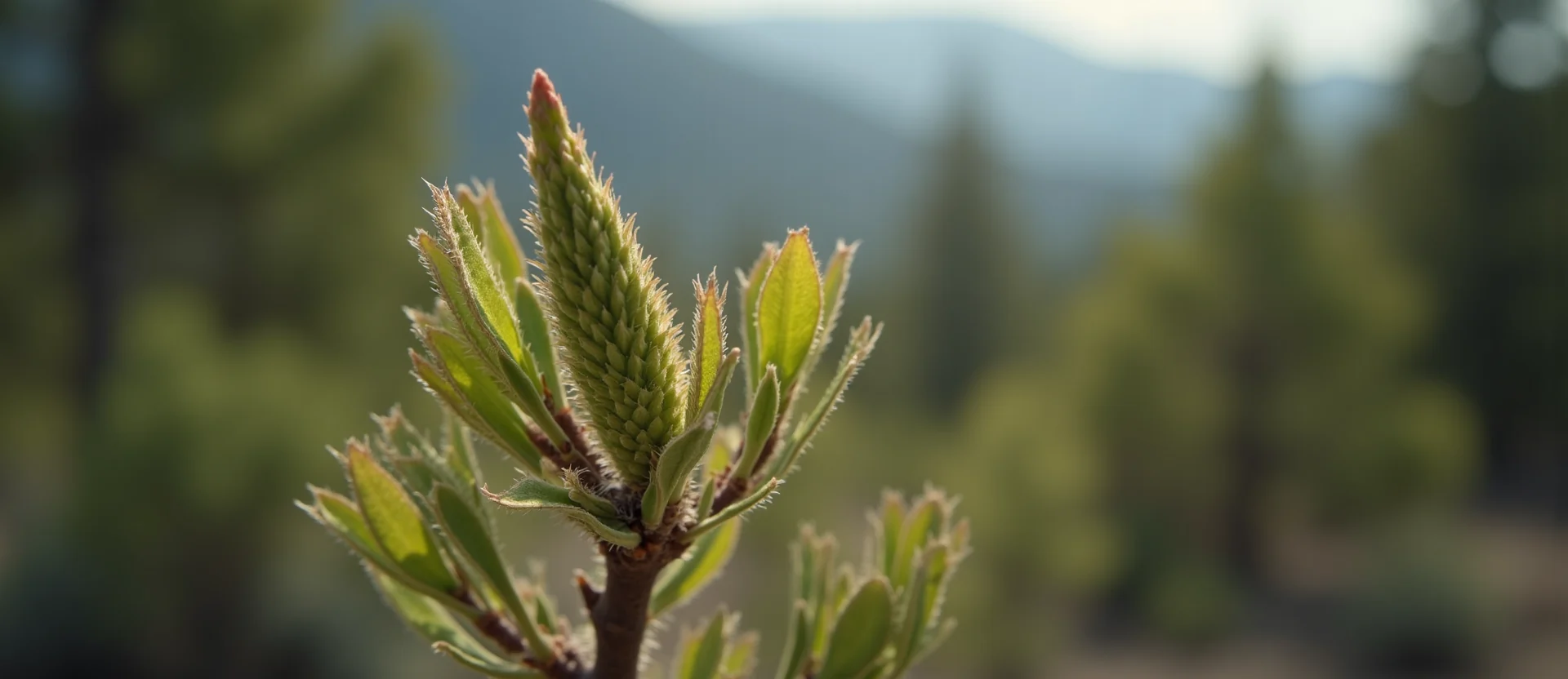 Symbolizing Seed/New Beginning: A local Mountain Mahogany new green bud on a branch. - AI Generated
