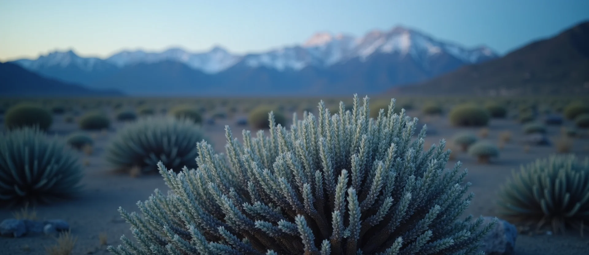 Symbolizing Identity/Local: A local Desert Peach Mt. Rose foothills. - AI Generated